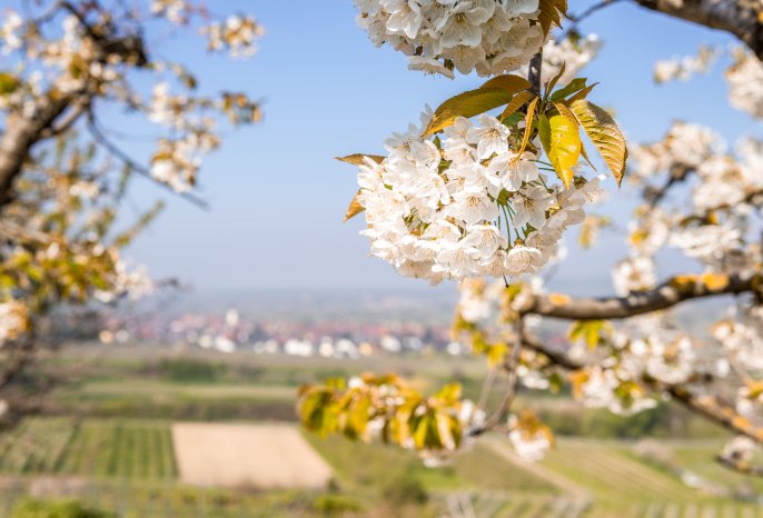 Kaiserstuhl_Kirschblüte © Chris Keller_Schwarzwald Tourismus (5).jpg