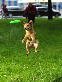 Egal fuer welchen Sport sich Hund und Herrchen entscheiden-mit der AGILA sind sie jederzeit.jpg