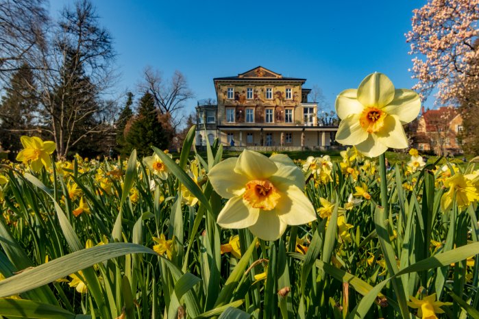 Konstanz-Villa-Prym-Bluete-Narzisse-01_Copyright_MTK-Chris-Danneffel.jpg
