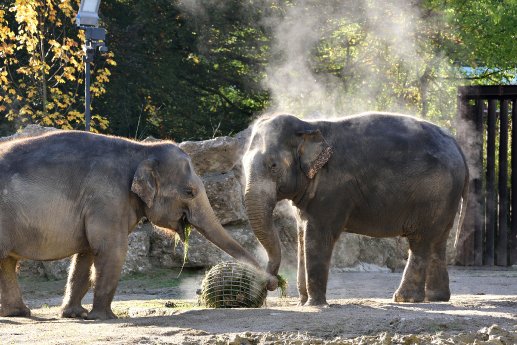 Asiatische Elefanten_Hellabrunn 2017_Michael Thomas.jpg