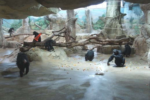 Morgenfütterung aller 7 Schimpansen Innenanlage.jpg