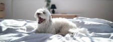 Gähnender Hund liegt auf Bett.