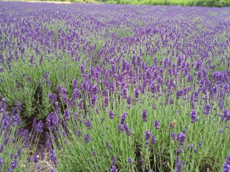 5-Lavendel_Stapel3©Touristikverband Landkreis Rotenburg (Wümme) e.V.-U. Fischer.jpg