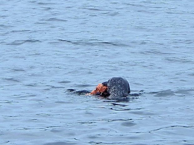 Kegelrobbe frisst eine Plastiktüte.jpg