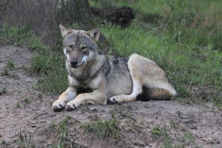 Wolf / Foto: Wildpark-MV