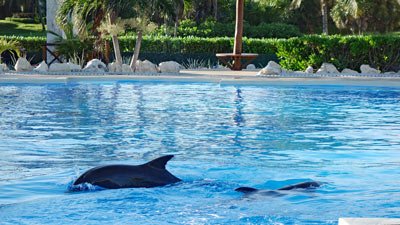 Delfine_im_Pool_im_Hotel_Gran_Bahia_Principe_Tulum_Mexiko_01.jpg