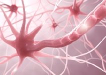 Myelinscheide Nervenzelle