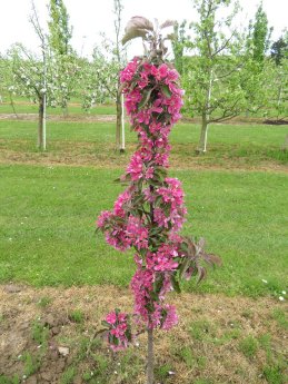 Artevos_Apfel_Tigawa®_‘UEB 55861‘-s-.jpg