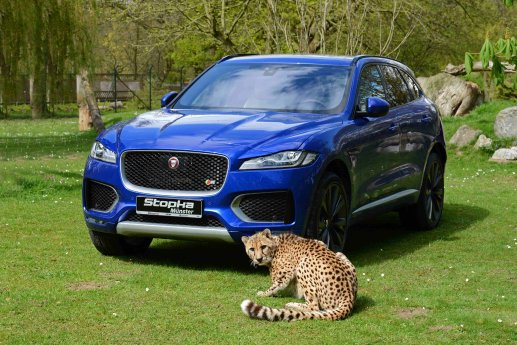 Jaguar trifft Gepard_rechts CM.JPG