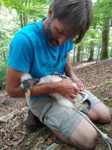 Als "Ersthelfer" bei der Schwarzstorch-Rettung war Joachim Neumann in den Horstbaum geklettert, um die verhungernden Jungvögel zu bergen. Landesforsten und NABU Artenschutzzentrum wollen die geschützten Tiere pflegen und anschließend auswildern, ©Thiery / Landesforsten