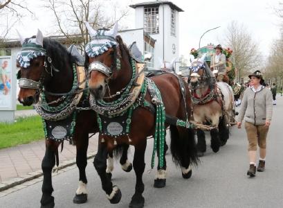 Attraktion des traditionellen Festumzugs zum Auftakt der Bad Füssinger Bier-Spezialitäten-Woche: die aufwendig geschmückten Brauereigespanne. 2018 ist erstmals auch ein Gespann aus Oberösterreich dabei (Foto: Kur- und GästeService Bad Füssing)