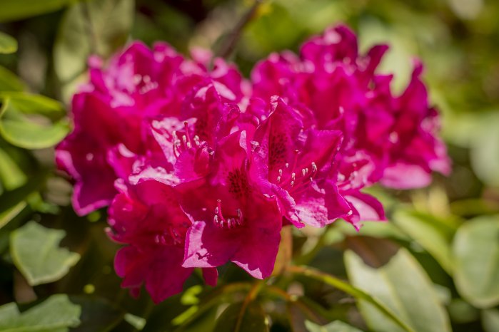 Rhododendronblueten-GM-AP-TuK-2.jpg