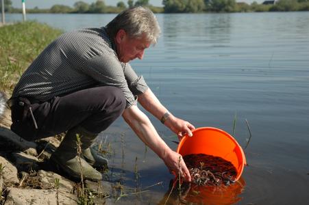100.000 Aale für die Elbe