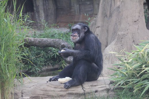 Laesst es sich schmecken - Max an seinem 56 Geburtstag - Foto Erlebnis-Zoo Hannover.jpg