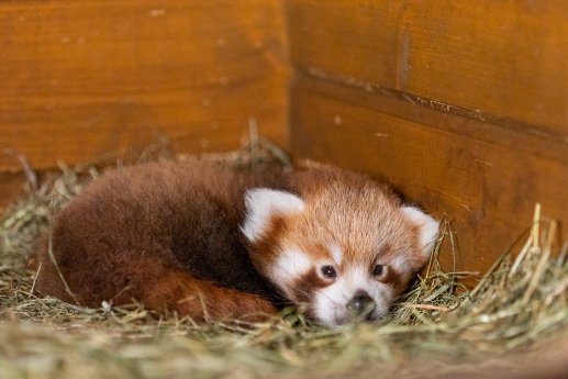 Roter Panda_Nachwuchs 2021_Zoo Berlin (5).jpg