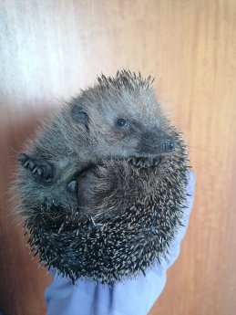 Igel_3.jpg