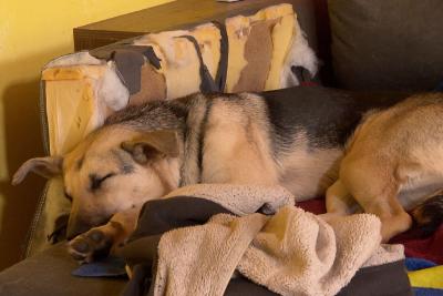 Hündin Bella schläft auf zerbissener Couch. © SWR, Neue Artfilm 2017