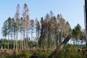 Schäden durch Sturm, Dürre und Borkenkäfer im Harz, Foto: NLF