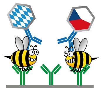 Wissenschaftler aus Regensburg, Brünn und Prag arbeiten gemeinsam und grenzüberschreitend daran, die Ausbreitung von Bienenkrankheiten zu verhindern / Illustration: obx-news/Universität Regensburg/Matthias Mickert