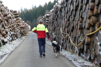 Eisschicht schützt Baumstämme vor Borkenkäfern