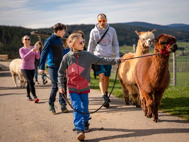 web%20Titisee-Neustadt_Alpaka%20Wanderung%20mit%20der%20Familie%20beim%20Haberjockelshof%20%C2%A.jpg