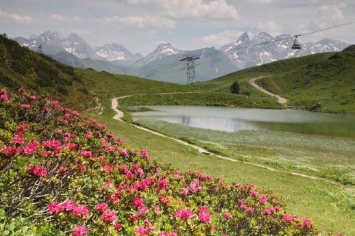 Alpenrosenbluete_Fellhorn.jpg