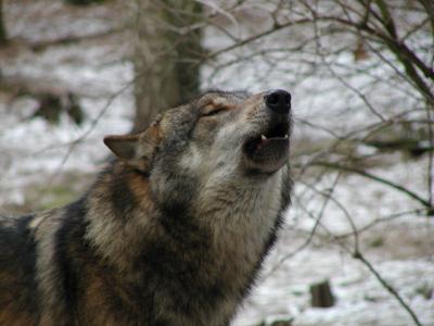 Heulender Wolf (Foto: Wildpark-MV)