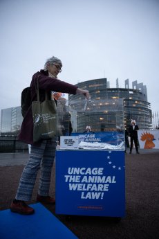 Dont-Chicken-out-Strasbourg-Aktion-01321.jpg