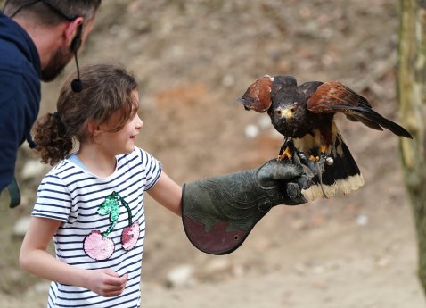 Einmal in den Falknerhandschuh beim Ferienprogramm schlüpfen im Wildpark Schwarze Berge.jpg