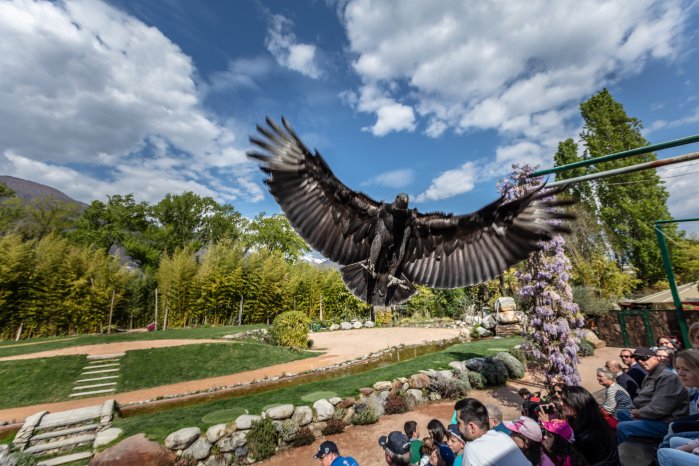 Falconeria, Locarno-Alessio Pizzicannella.jpg
