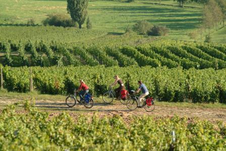 Radler im Weinberg