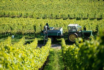 Hauptweinlese 2017 startet ungewöhnlich früh