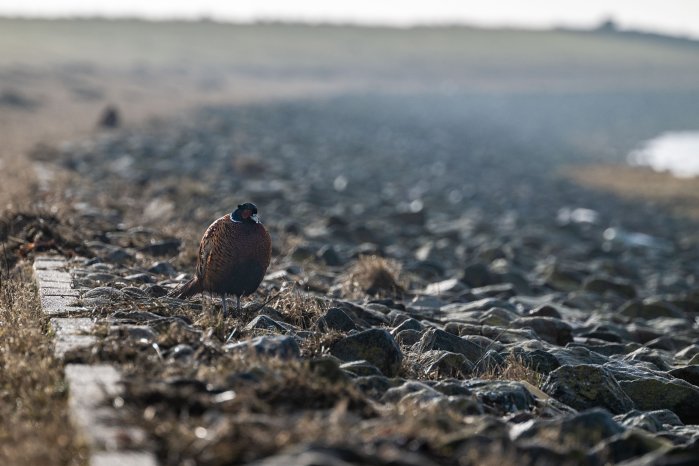 Tierwelt auf Juist - Fasan, Fasäne (1).jpg