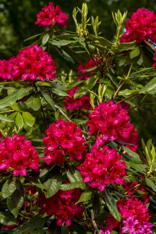 Rhododendronparkfest-TuK-Graal-Mueritz-1.jpg