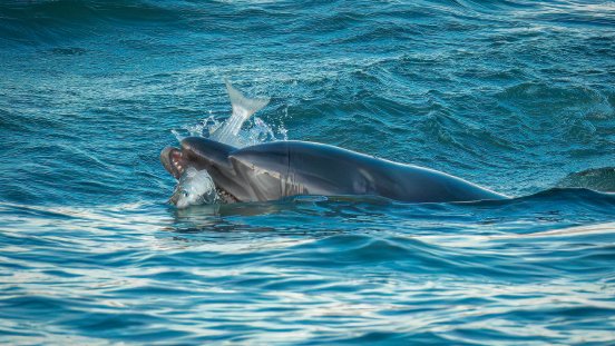 Bottlenose dolphin feeding on a mullet_Venice_© Daniele Barbaro (instagram.com_daniele_wild.jpg