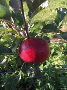 artevos_apfel_Ellipso®_‘UEB 47021‘-s-_fruechte_3.jpg