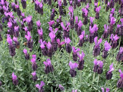 Eine neue „LaDiva“: Der Schopflavendel Lavandula stoechas LaDiva 'Big Night' von Dümmen Orange ist eine neue hervorragende Lavendel-Sorte für die Saison 2021/2022. Mit ihr führt das internationale Züchterunternehmen zugleich die neue „LaDiva“-Marke ein. Der Name „LaDiva“ umfasst ab sofort alle vorhandenen und zukünftigen Lavendel-Sorten des Unternehmens. (Foto: Dümmen Orange)