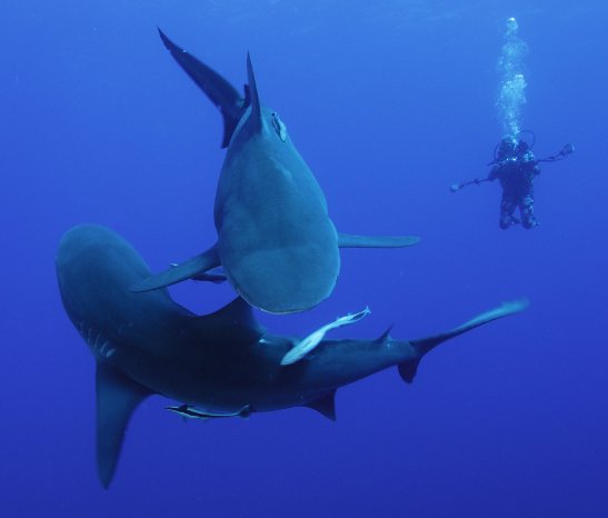 Bull Shark Duet-Marine-Photobank-Fiona-Ayerst.jpg