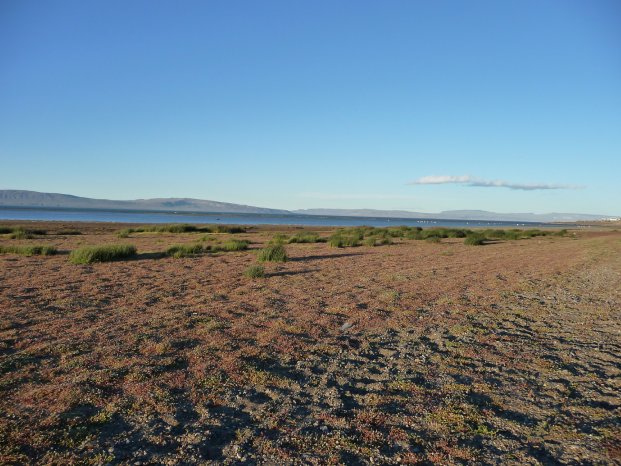 060-El Calafate (c) K.-H. Milter, Karawane.JPG