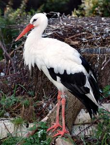 Ciconia ciconia (aka)