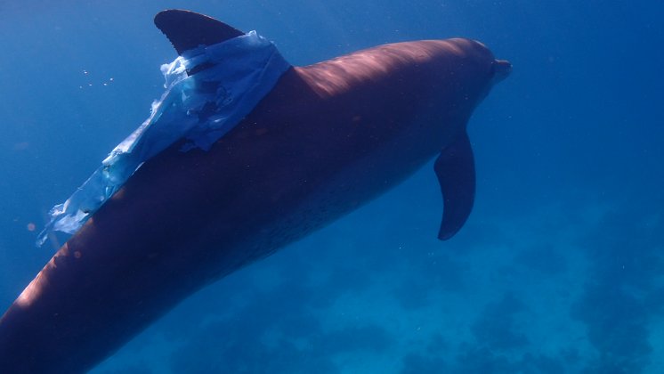 Delfin mit Plastik - Foto DWA.jpg
