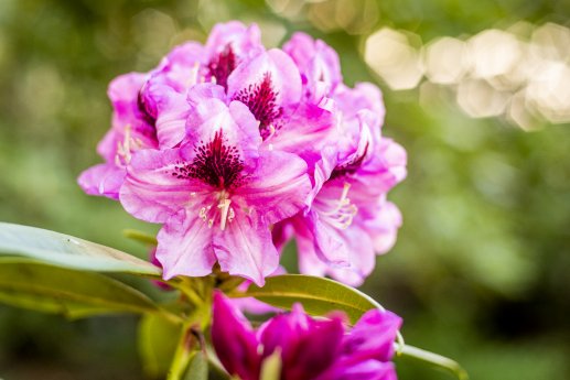 Rhododendronpark-Graal-Mueritz-01.jpg
