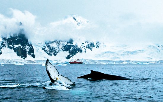 Tierwelt hautnah in der Antarktis erleben.JPG