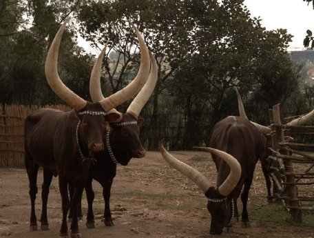 Nyanza - Kings & Cows.jpg