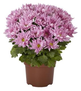 Breeze Pink Improved