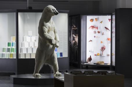 Blick in die Dauerausstellung „Ästhetik der Natur“ © Museum Wiesbaden, Foto: Bernd Fickert