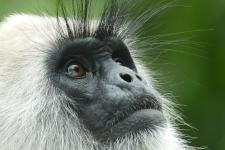 Kulturtrip Sri Lanka