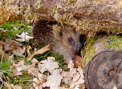 Wildtiere Im Garten Was Igel Und Co Beim Uberwintern Hilft