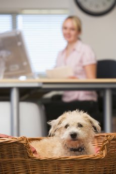 Bürohund-Pressebild_©Monkey_Businessfotolia.com_09_2015.JPG