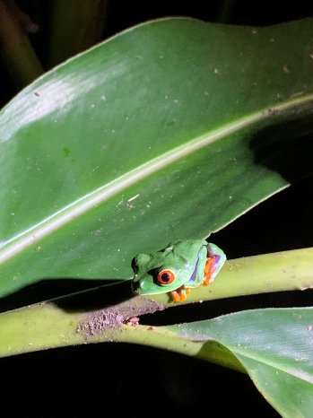 Costa Rica Rotaugenfrosch (c) Ulrike Albrecht, Karawane.jpg